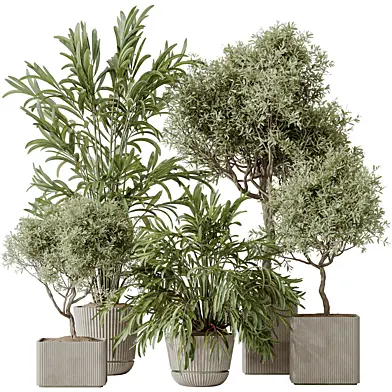 Indoor plants set 109 Dypsis Lutescens Areca Palm and Mission Kalamata Chemlali Olive