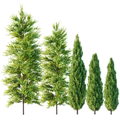 spring trees Maidenhair Ginkgo Biloba and Mediterranean Cypress