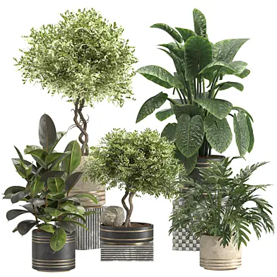 Olive trees and other indoor plants 46