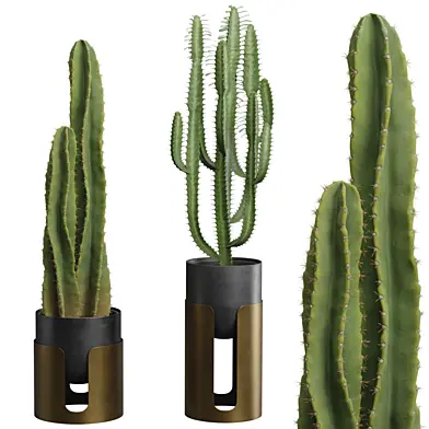 Cactus Pack 04