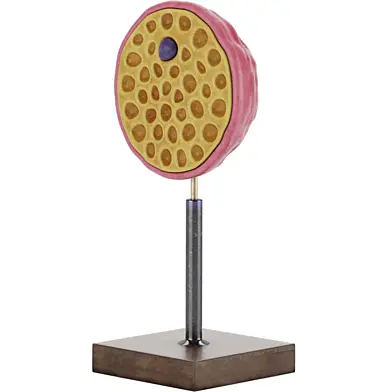 Nucleus Model
