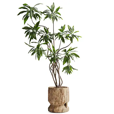 Ficus Tree in Pot