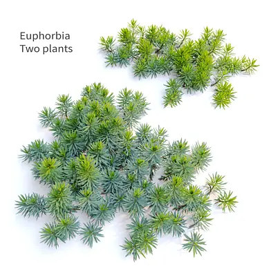 Euphorbia 03
