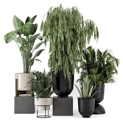 Indoor Plants  in Handmade Stone Pot - Set 2395