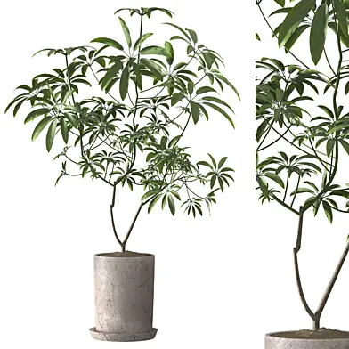Indoor Plant Set 126
