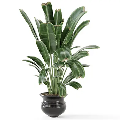 Indoor Plants Set 002