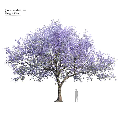 Jacaranda tree 02