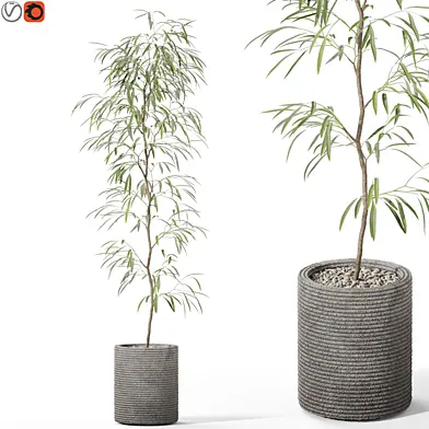 Plants collection 1127
