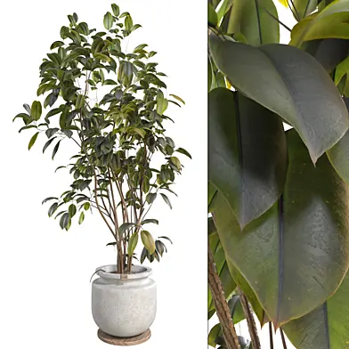 Bonsai Jungle Ficus Tree 350