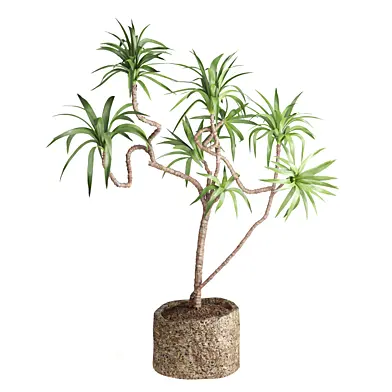 Indoor Plant Yucca set20