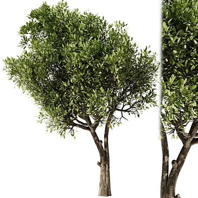 Olive Tree Set23