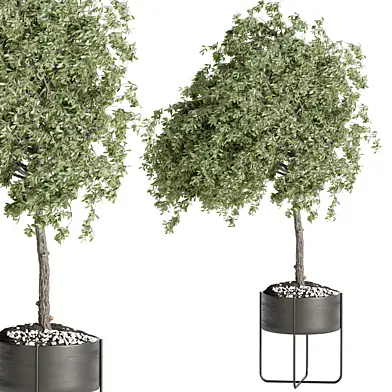 indoor plant Set Bonsai 118
