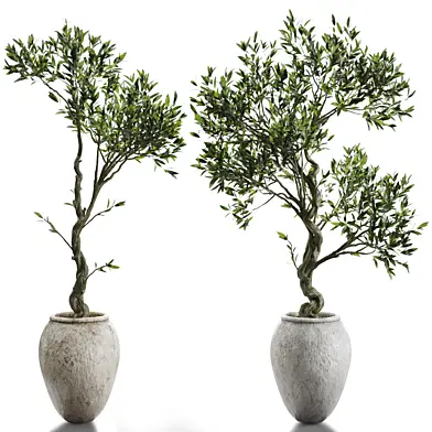 Branches plant in vases 115