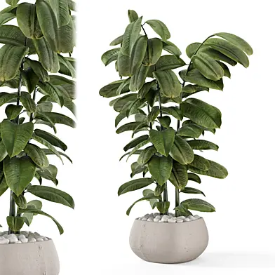 Indoor Plants  in rusty Concrete Pot - Set 2454