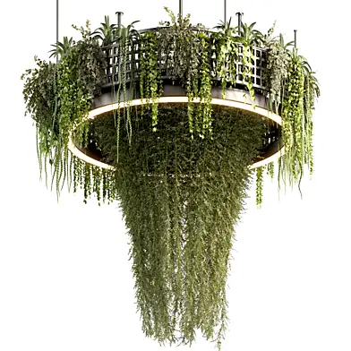 Indoor Plants - Ivy Plant set53
