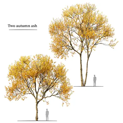 Autumn ash tree 05