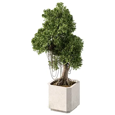 Bonsai Tree Set.181