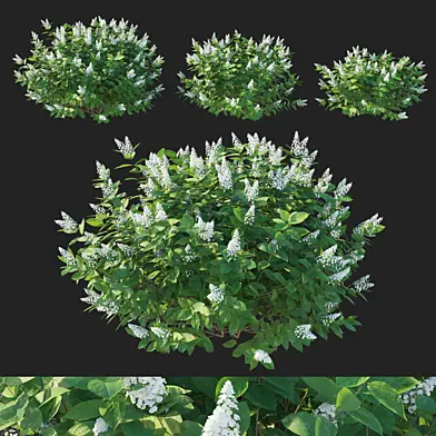Hydrangea paniculata Tardiva