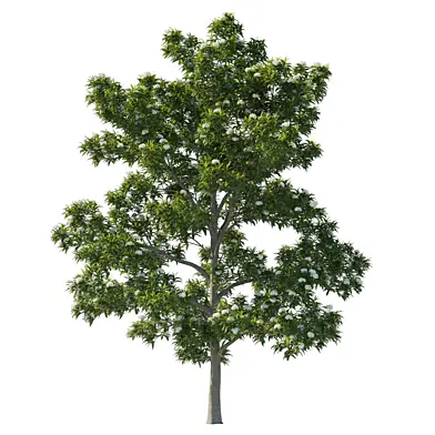 Backhousia citriodora
