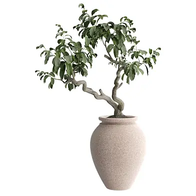 indoor Plant 545