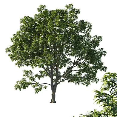 Backhousia citriodora tree 03