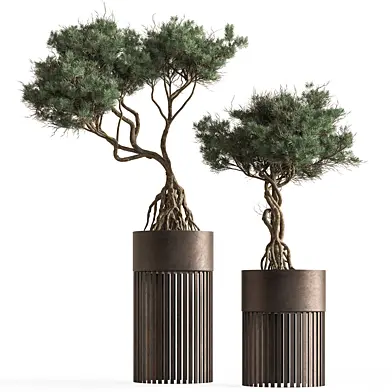 Indoor Plant 808 - Bonsai Set