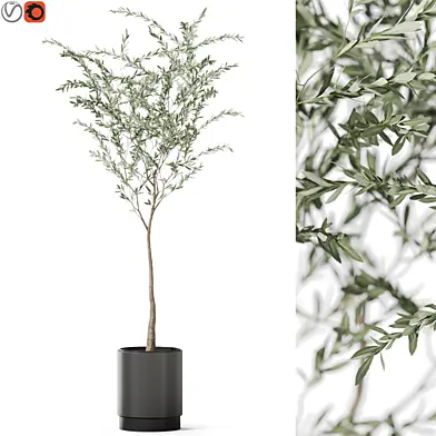 Plants collection 1155