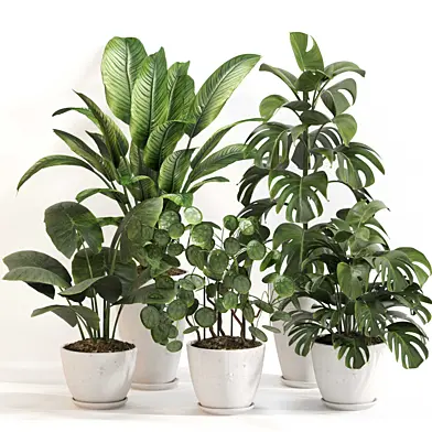Indoor Plant Set 0135