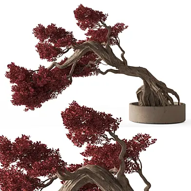 Indoor Plant 811 - Red Bonsai