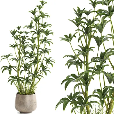 indoor plant set084