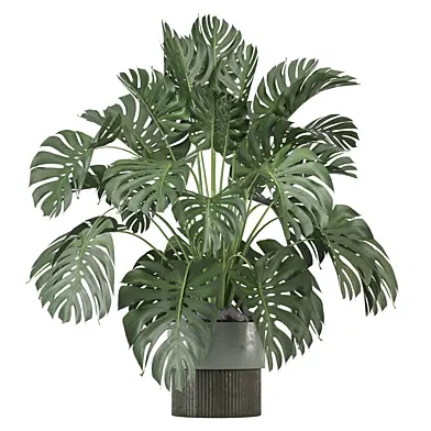 indoor Plants Collection 1412