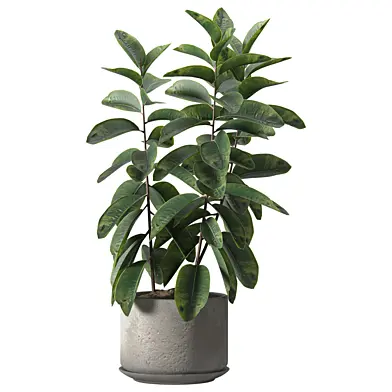 Indoor Plant Set 136