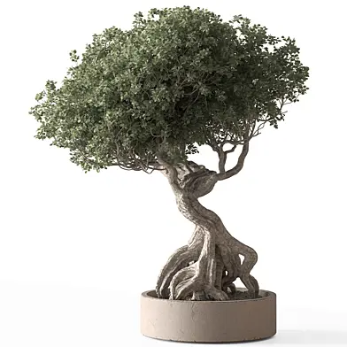 Indoor Plant 810 - Bonsai Boxwood