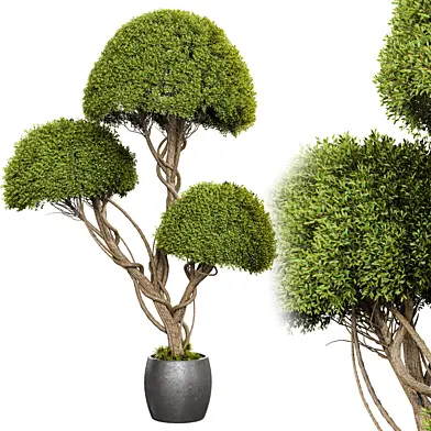 indoor planttree06
