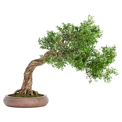 Indoor Plant Set 032