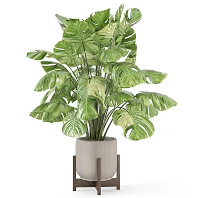 Indoor Plant in Handmade Stone Pot 2533