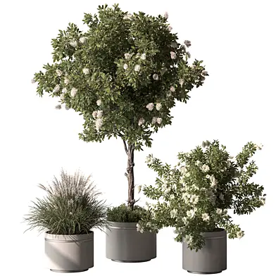 Indoor Plant 815 - White Flower