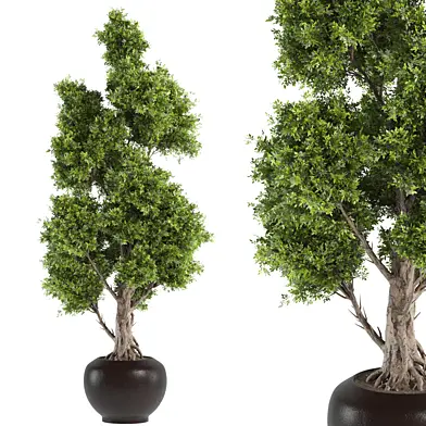 set10 indoor plant