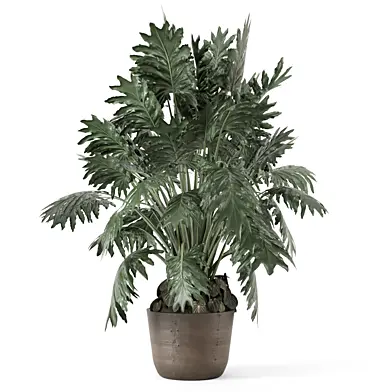Indoor Plants in Handmade Pot 2552