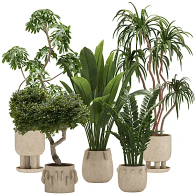 Indoor plants in pots