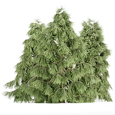Weeping White Spruce vol 279