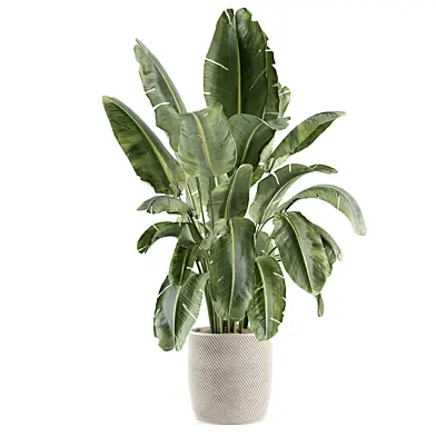 indoor plant 393
