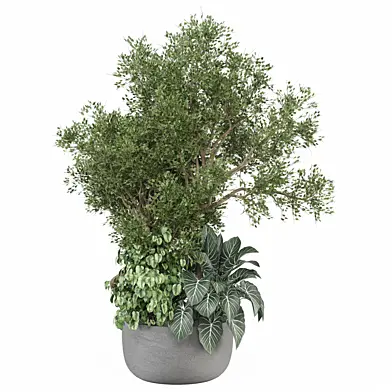 indoor Plants Collection 1472