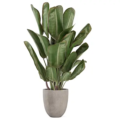 Plant in Brown Metal Pot 2586