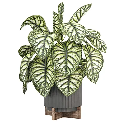 indoor Plants Collection 1477