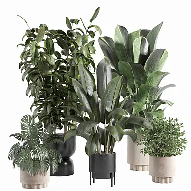 indoor plant 398