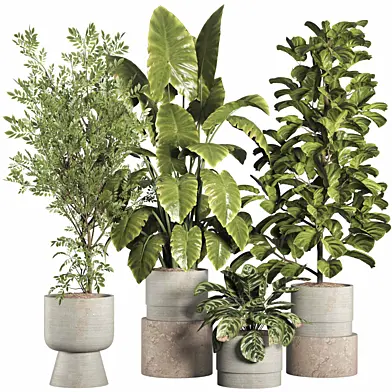 indoor plant set097