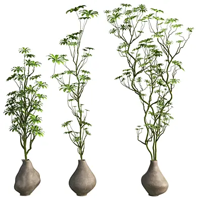 Jungle Schefflera Tree in Pot Set 373