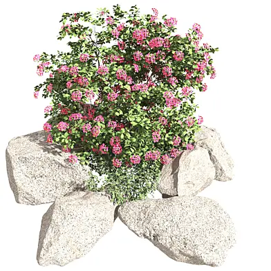 Pink Plant Set