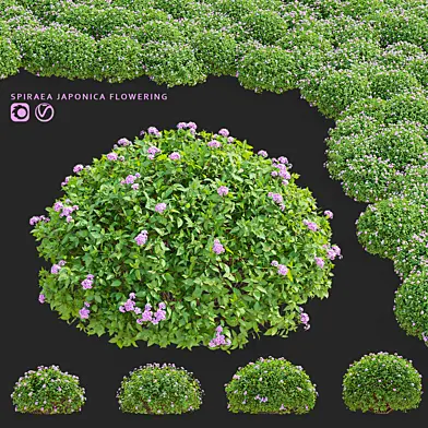 Спирея японская кусты цветущие | Spiraea japonica Little princess